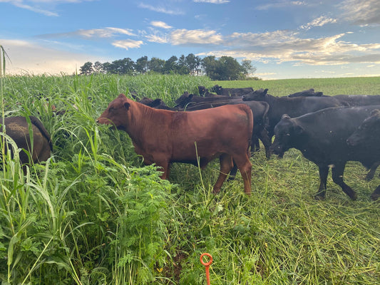 3) Forage-Finishing: How and Why