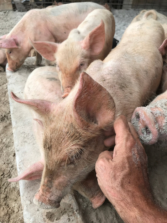 10) What Our Pigs Eat and Why