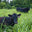 Lick Skillet Farm logo